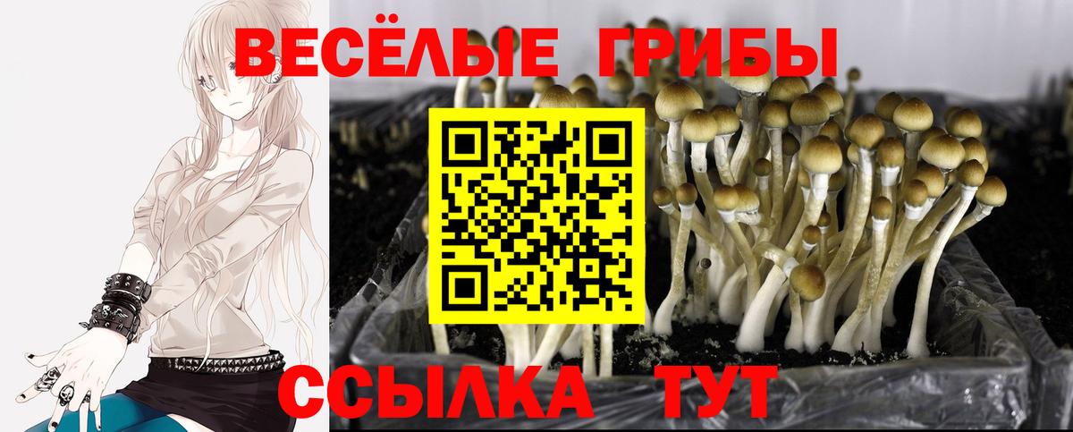 Псилоцибиновые грибы MAGIC MUSHROOMS Санкт-Петербург